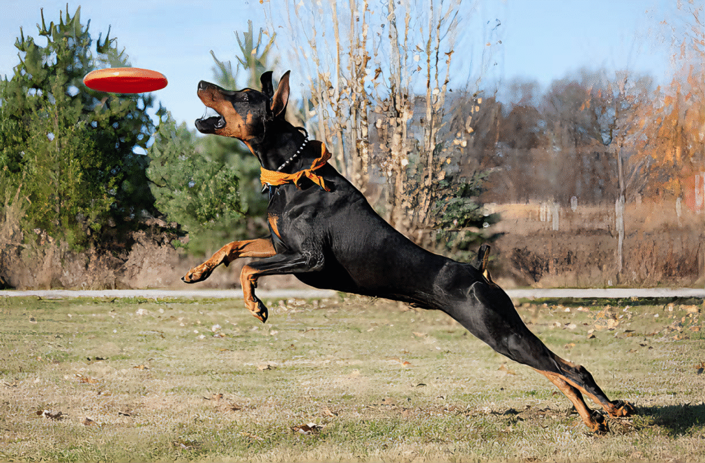 Doberman