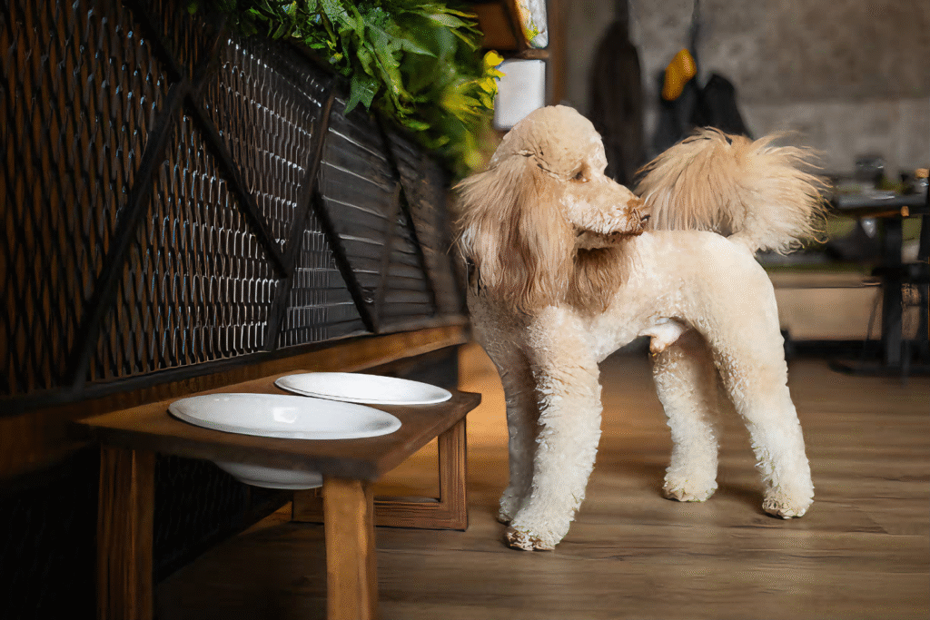Poodle